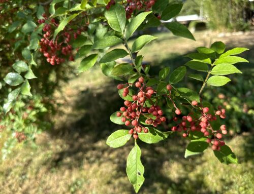 Szechuan Pfeffer- Xanthoxylum fraxineum